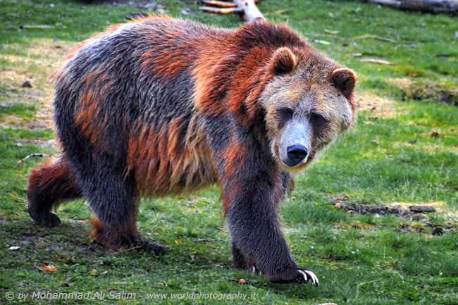 Foraging Grizzly